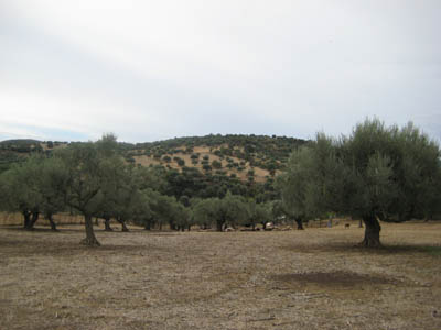 olive trees